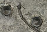 Plate Of Ichthyosaur Vertebrae & Ribs - Germany #114181-1